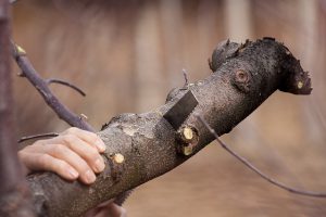 Tree removal